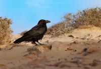 Krkavec velky - Corvus corax - Common Raven o2758